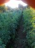 29 iunie 20141947