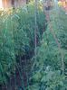 29 iunie 20141948