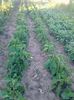 29 iunie 20141952