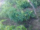 29 iunie 20142014
