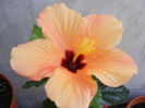 DSCF0764
