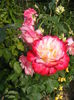 DSCF0802