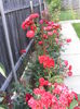 DSCF0810