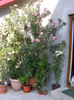 DSCF0816