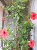 DSCF0784