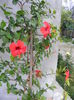 DSCF0786