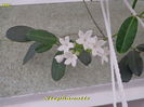 Stephanotis (30-06-2014)