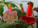 Kohleria Luci s Blend and Ulla (ni)