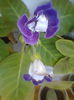 Fotogr.1395