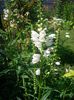 Physostegia