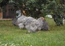 SAM_1035