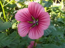 Malope