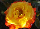 087