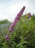 Buddleja davidii Purple (2013, Jun.26)
