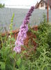 Buddleja davidii Purple (2013, Jun.26)