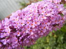 Buddleja davidii Purple (2013, Jun.26)
