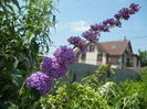 Buddleja davidii Purple (2014, Jun.23)