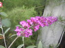 Buddleja Border Beauty (2013, Jul.26)