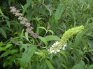 Buddleja Purple & White (2014, Jun.23)