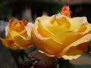 DSC05520