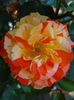 DSC05504