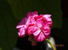 DSC05546