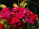 DSC05559