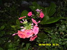 PHLOX PANICULATA FLAME CORAL