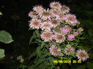 monarda roz