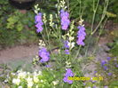 delphinium