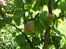 IMG_20140630_133743