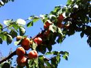 IMG_20140630_133842