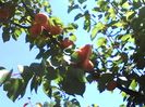 IMG_20140630_133820