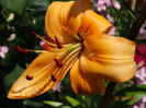 DSC05597