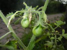 Tomato Yellow Pear (2014, June 07)