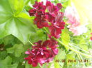 DSCN3206