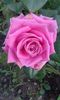 trandafir roz-movuliu