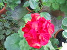 DSCN6513