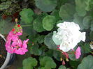 DSCN6514