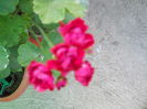 DSCN6515