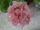 DSCN6516