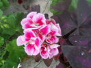 DSCN6518