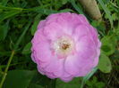 Reine de Violette