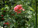 DSCN9555
