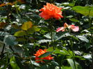 DSCN9568