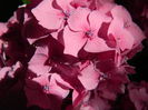 DSCN9605