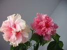 DSCF1337