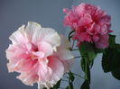 DSCF1340