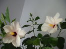 DSCF1346