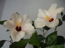DSCF1353